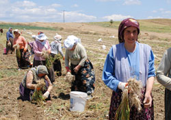 Sarımsak hasadı başladı
