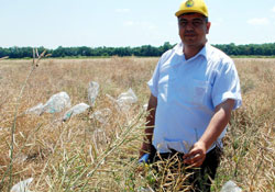 Kanola yağ tıkanıklığını önlüyor