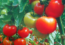 40 bin hektar sebze ürettik