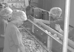 Çarşamba'dan AB'ye meyve transferi