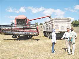 Buğday hasadı başladı