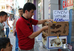 Keneye civcivli önlem