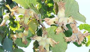 Fındığa alternatif