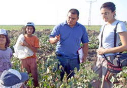 Fındık'ta yevmiye belli oldu