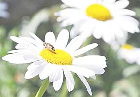 Yaylalar çıceklerle renklendi