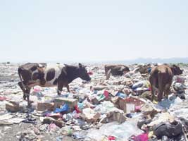 Çöplükte Besleniyorlar