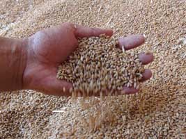 TZOB: Dünyada buğday rekoltesi 695 milyon tonu aşacak
