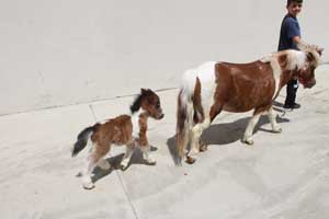 LOVELET OUTLET YENİ BİR CAN