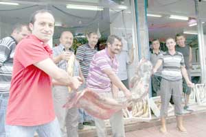 Sazan ağına 150 kiloluk yayın balığı takıldı