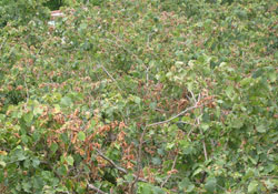 Fındıkta kuraklık tehlikesi