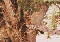 Bu ağaç bin yıllık