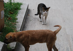 Bu düşmanlık bitmez