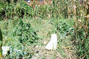 620 KİLO ESRARI İÇMEK İÇİN YETİŞTİRMİŞ