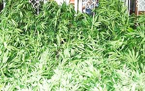 Samsun'da 143 kök Hint keneviri ele geçirildi