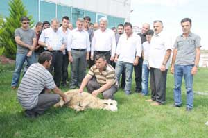Pirinç sezonu açıldı