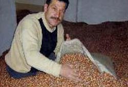 TMO 93 bin ton fındık aldı