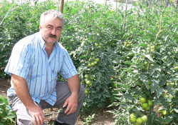 Sırık domates marka oluyor