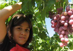 Üzüm hasatları başladı