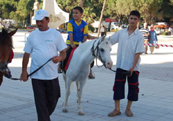 Midilli'nin atları ilgi odağı