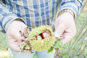 Kestane üreticisine Moriqoule çözümü