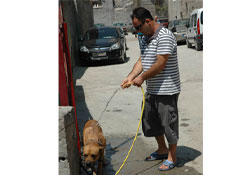 Saldırmasın diye ıslıyor