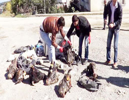 ÇÖP KONTEYNERİNDEN 66 BÜYÜKBAŞ HAYVAN KAFASI