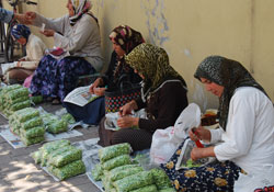 Bamya mevsimi başladı