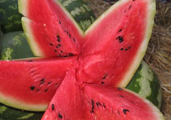 Bafra'da karpuz hasadı başladı