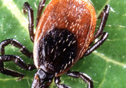 Samsun'daki kene kurbanları