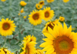 Tarım İstanbul'da masaya yatırıldı