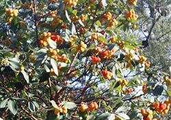 Bitki genetikleri saklanıyor