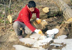 Kestane ağaçları korunuyor