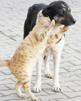 KEDİ VE KÖPEĞİN DOSTLUĞU