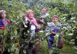 Fındık toplama tarihleri belli oldu