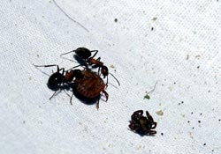 Kenelerin düşmanı karınca ve kuşlar