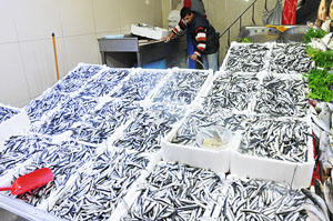 Buzhaneler ağzına kadar hamsi dolu