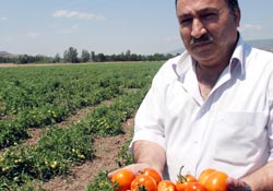 Domates hasadı başladı