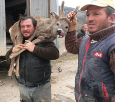 SAMSUN'DA SULAMA KANALINA DÜŞEN KARACA KURTARILDI