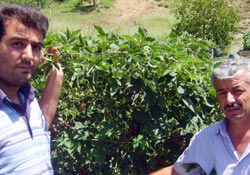 Böğürtlen, çitçinin umudu