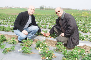 ÇİLEK ERKEN ÇIKTI