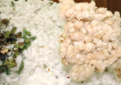 Renkli pamuk görücüye çıktı