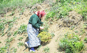Ev hanımları doğada yetişen yenilebilir otların peşine düştü