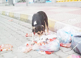 Köpekler şehir merkezine indi