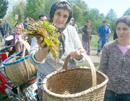 Orman köylüsünün 'kırçan toplamasının engellenmesine tepki