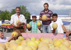 Bafra kavunu pazara indi