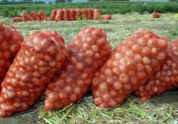 Soğan üreticisi halinden memnun