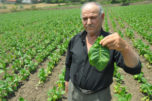 TÜTÜNDE ÜRETİM YENİDEN ARTTI