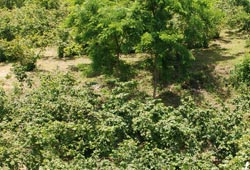 Fındık nasıl gençleşir