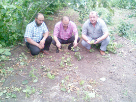 Fındığı önce don, sonra fırtına vurdu