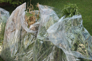 Jandarmadan Uyuşturucu Operasyonu